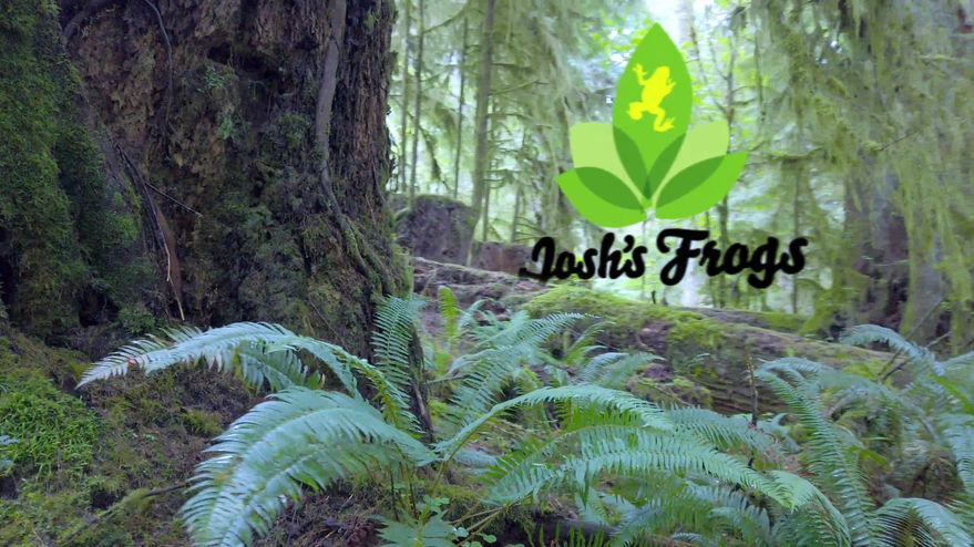 JF logo woods